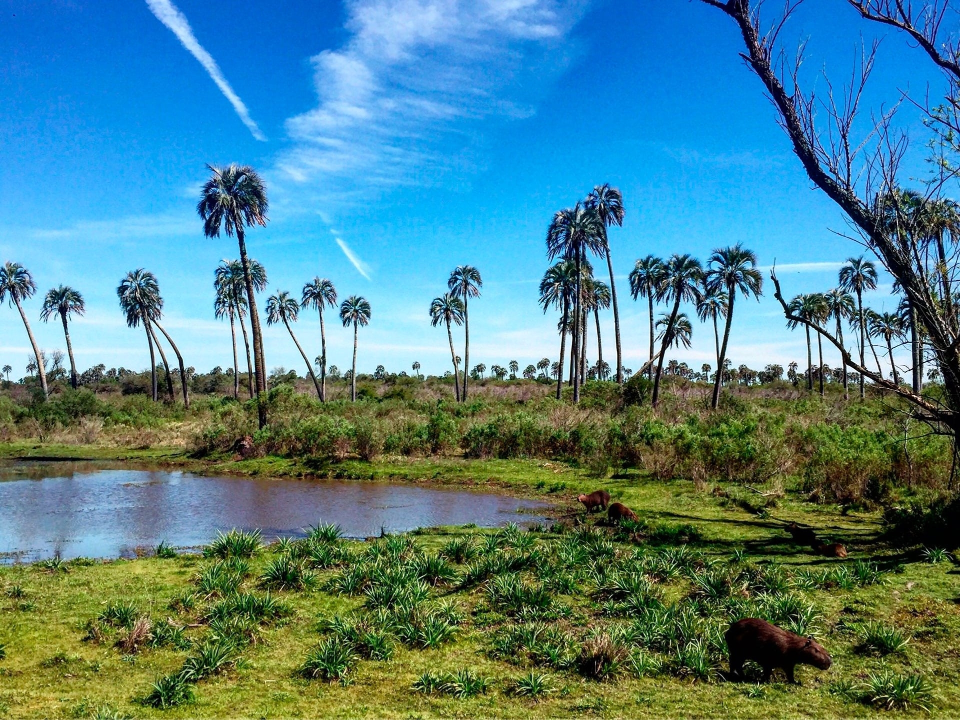 Palmar de Entre Rios
